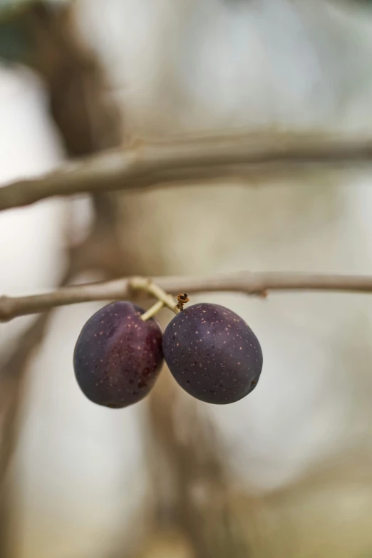 a nch with two ripe black olives hanging from it