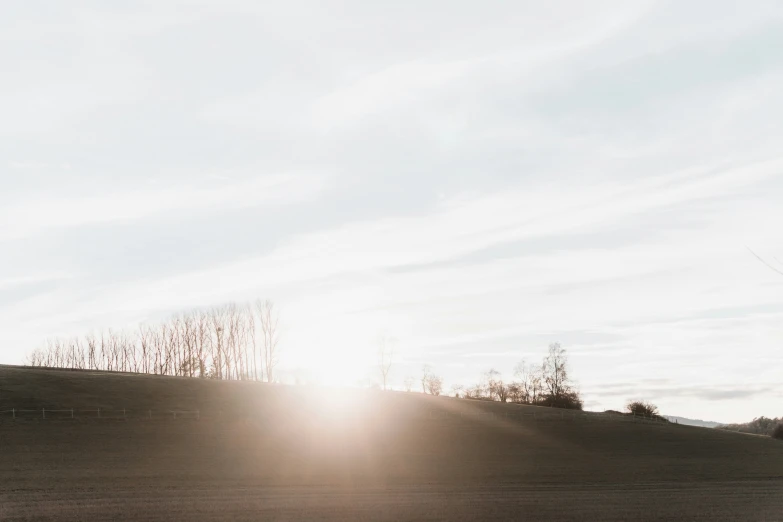 a bird flying on the top of a hill