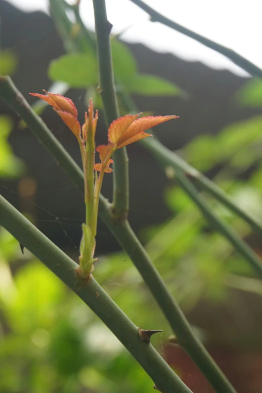 this is an image of a plant with orange flowers