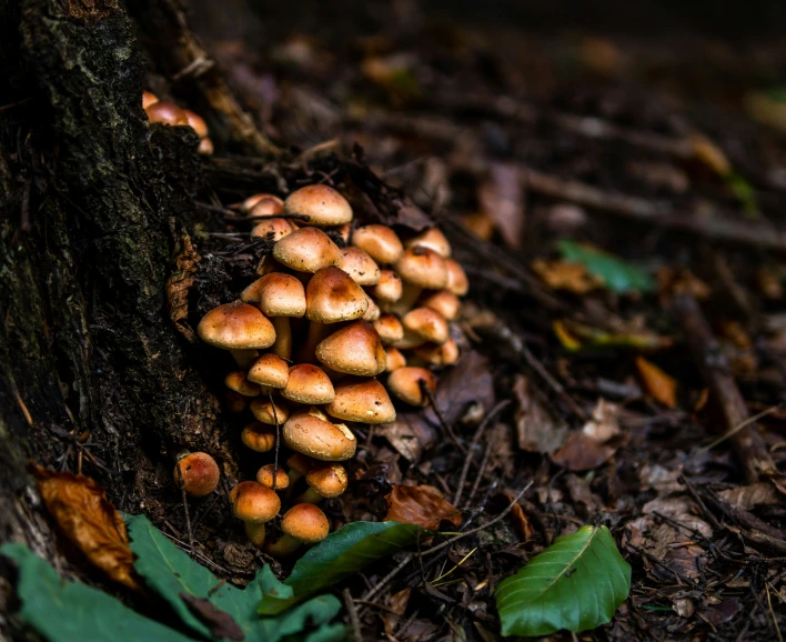 mushrooms growing on the bark of a tree stump