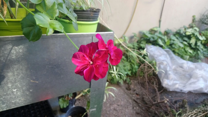 some pink flowers and green plant in a pot