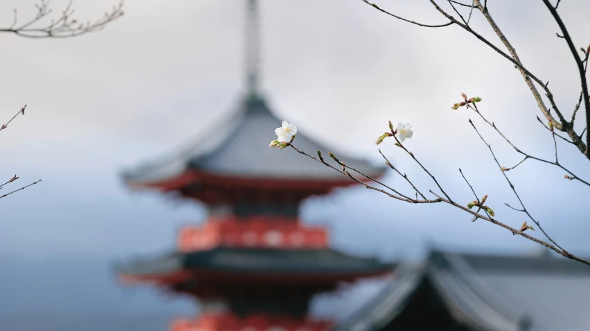 this is the view of a red building with a flower growing in front