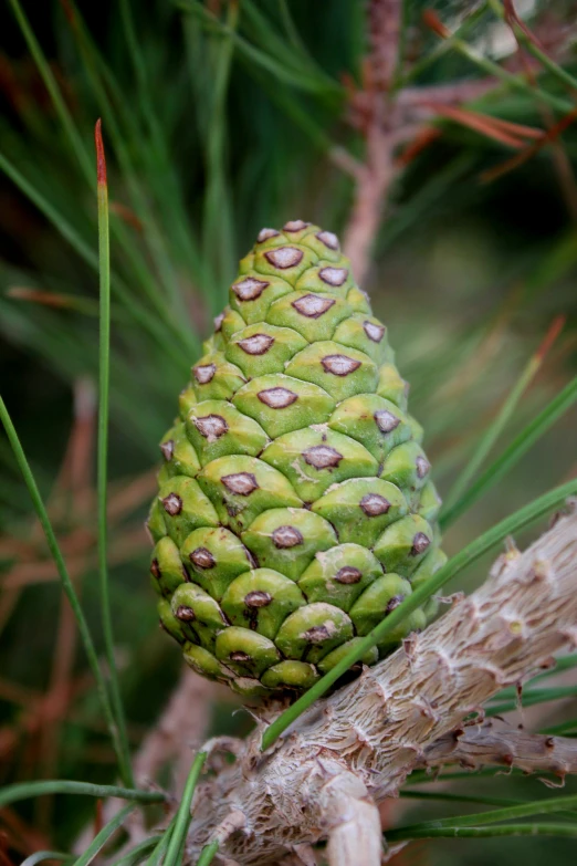 a green pineapple in the middle of the trees