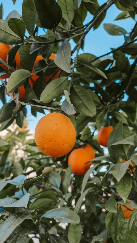 an orange growing on a tree in the sunshine