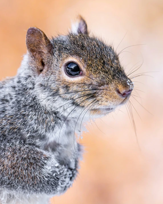 a squirrel's head is up close to the camera