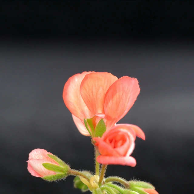 close up of a red rose growing in a vase