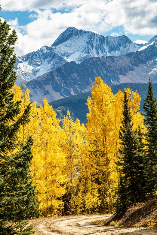 an autumn scene with a dirt road and yellow foliage