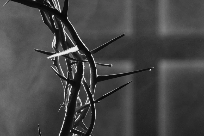 the crown of thorns is made of small, thorn - like nches