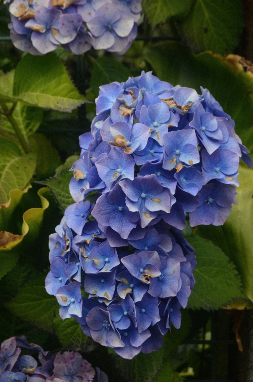 some blue and green flowers and leaves