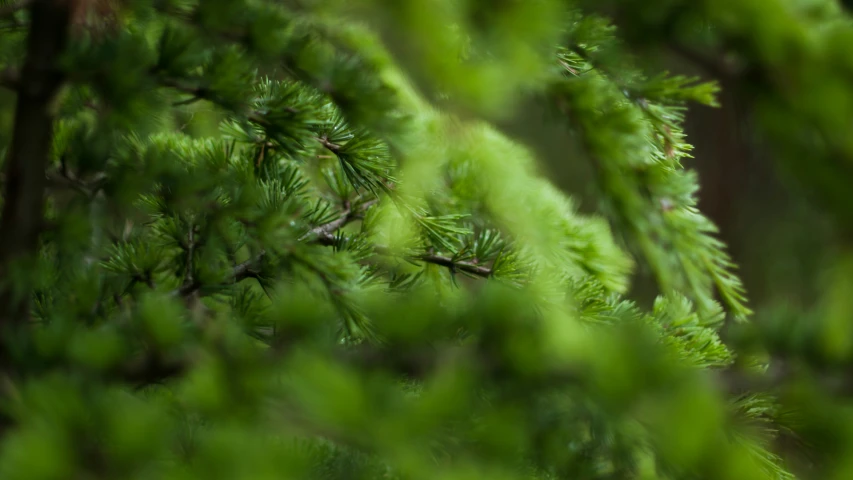 pine needles that are in the trees, in the foreground is a blurry background