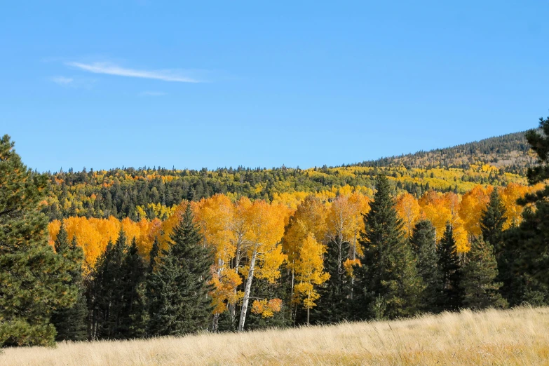 an area with various types of trees in it