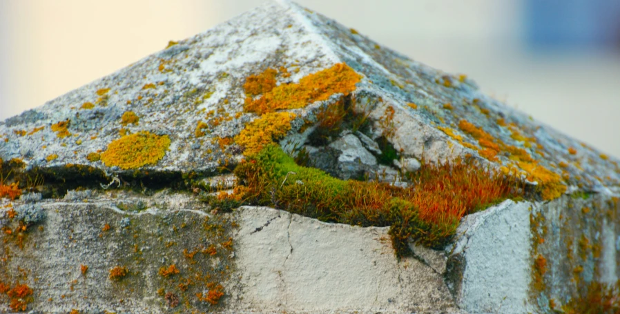 a house with moss growing on the roof