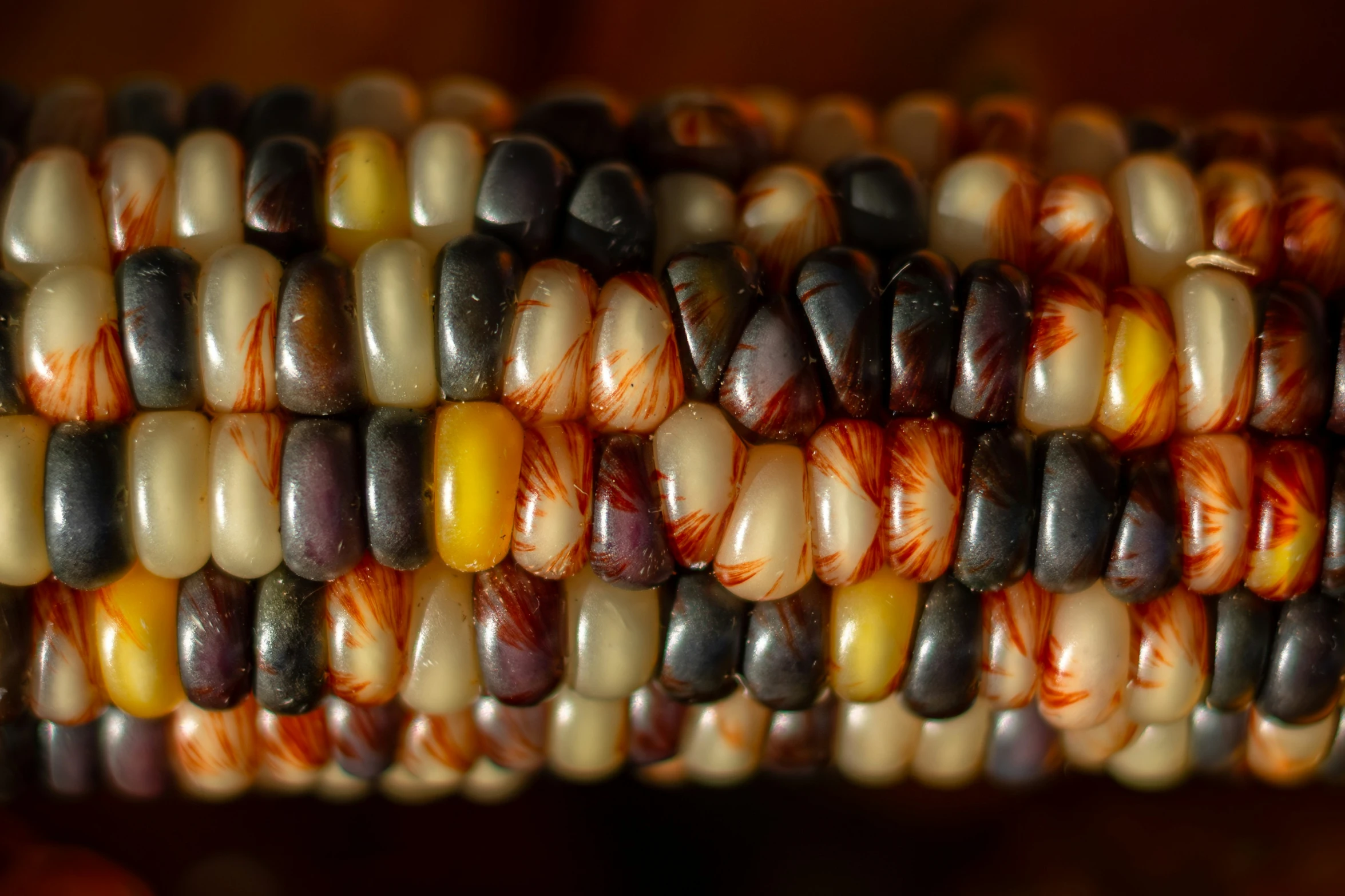 the corn is still colorful and cob with little grain