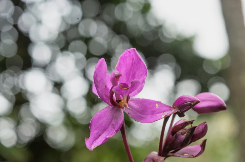 closeup of a bright purple flower and a forest in background