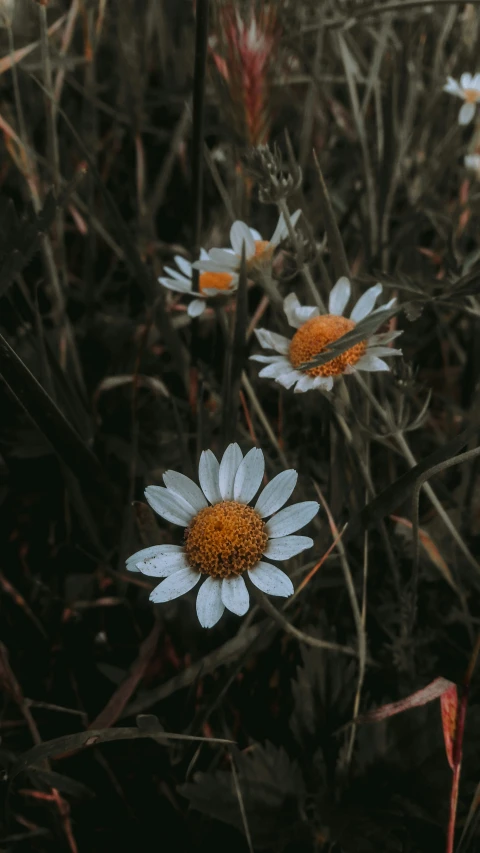 three white flowers are sitting in tall brown grasses