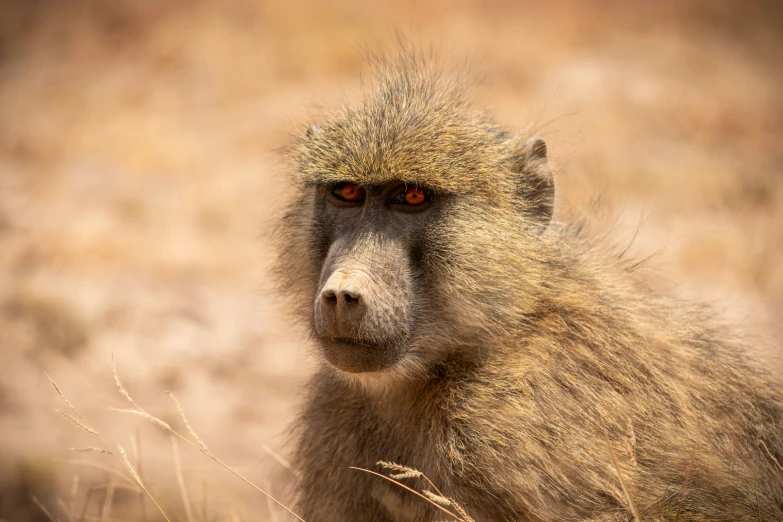 a baboon looking off into the distance with his eyes open