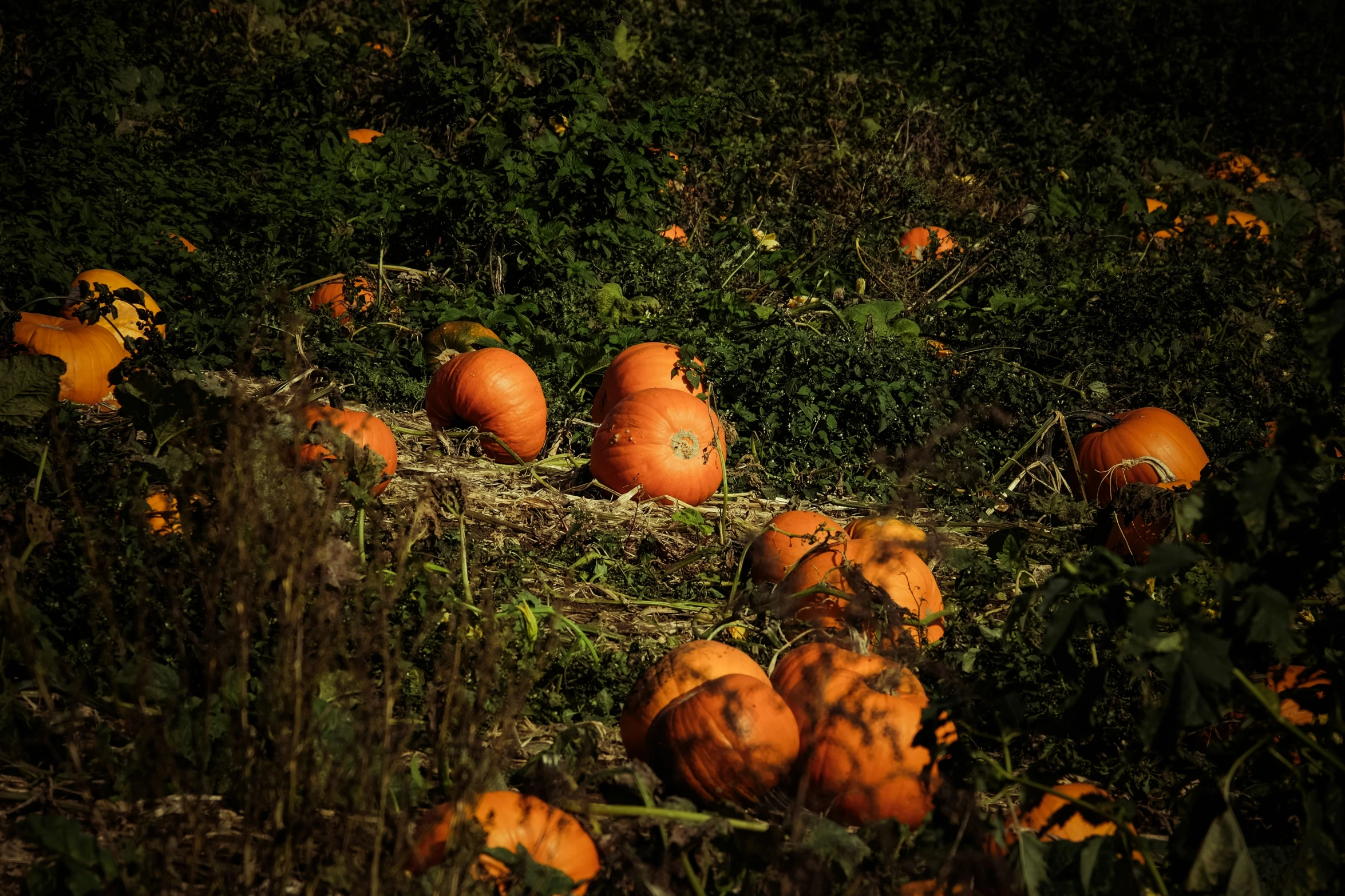 pumpkins sit on the ground in the dark