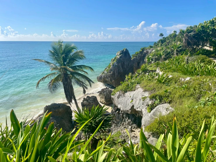 there are many plants and trees by the water