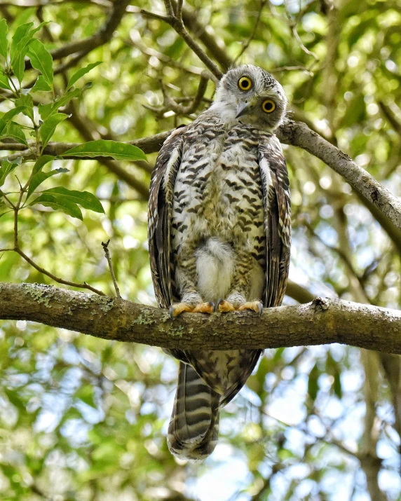 a large owl perched on top of a tree nch