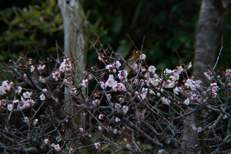 flowering trees are in full bloom in the woods