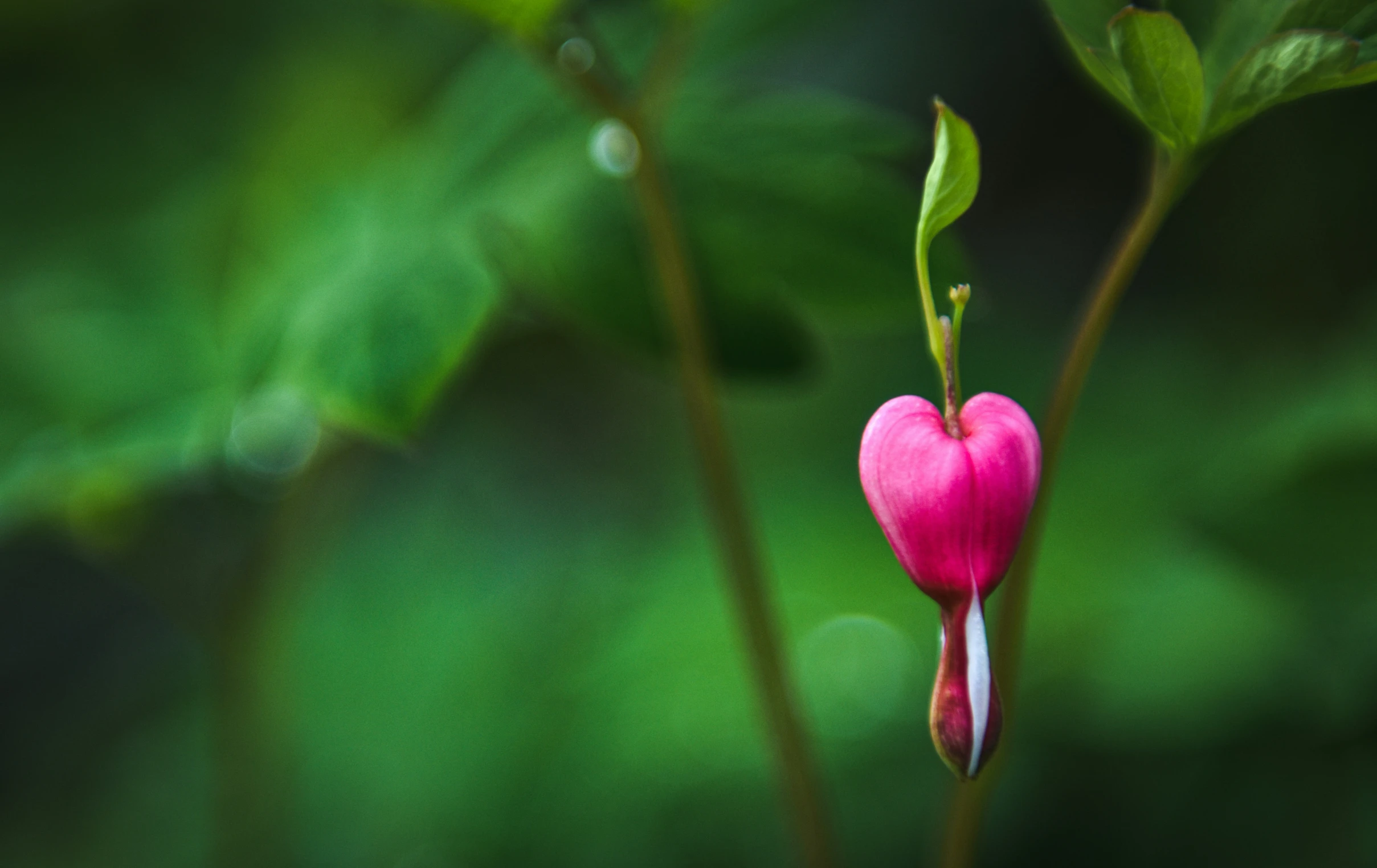 pink flower with a heart shaped bud on green leaves