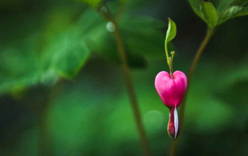 pink flower with a heart shaped bud on green leaves