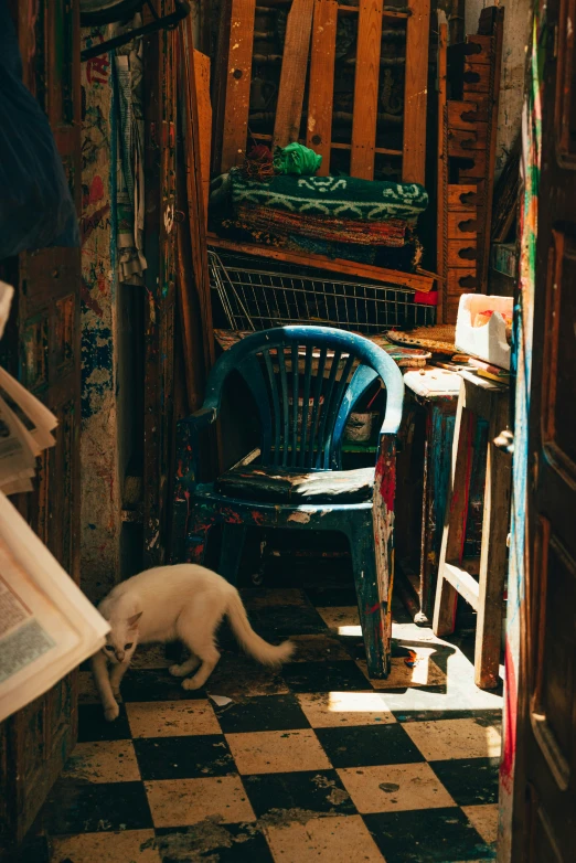 a cat that is standing on a tiled floor