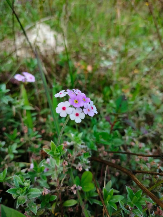 three flowers are growing through some grass