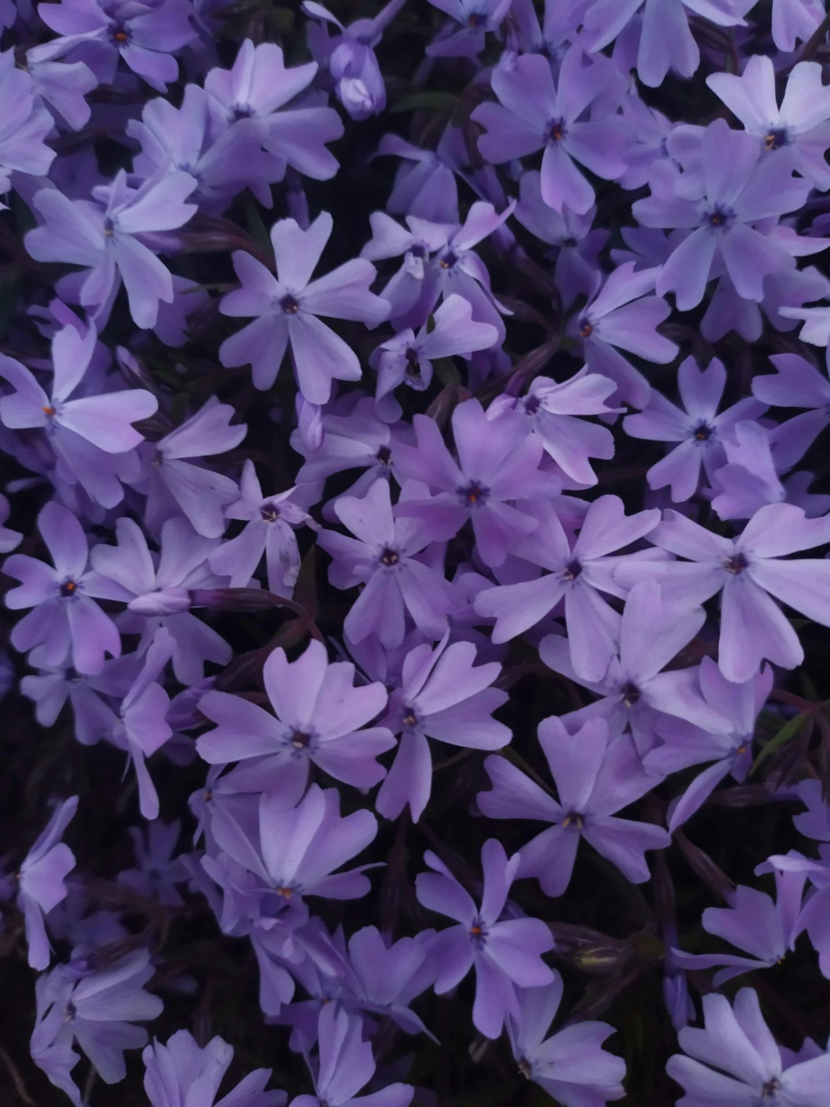 a group of purple flowers that are sitting together