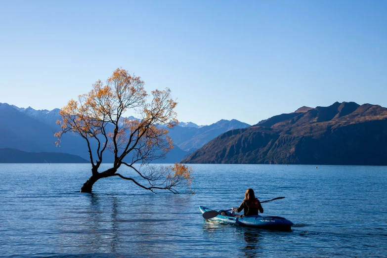 the paddle boat is going by a lone tree