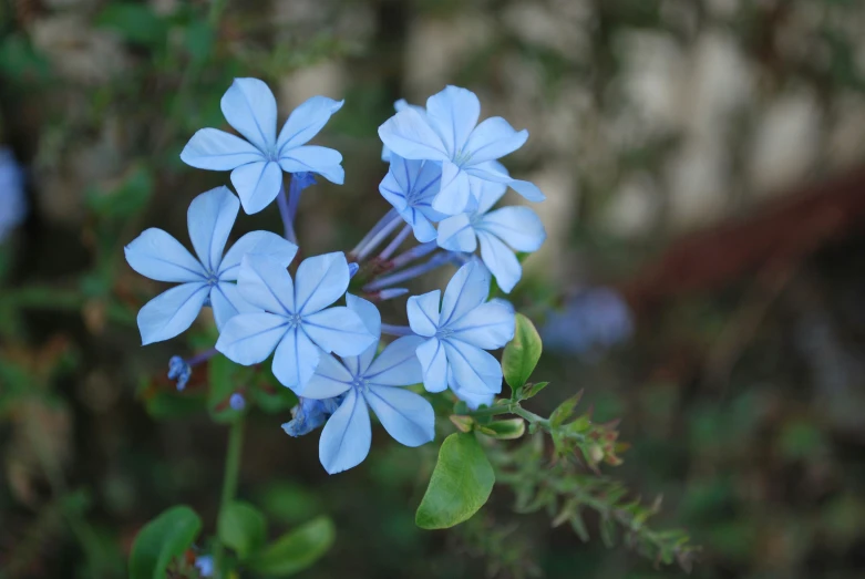 blue flowers with green leaves surrounding them