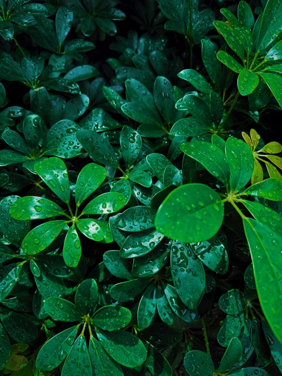 rain drops all over some green leafy plants