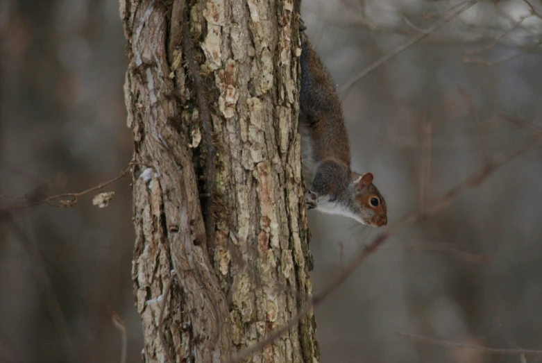 a squirrel is on the side of a tree in winter