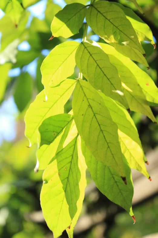 bright green leaves hanging from a tree on a sunny day