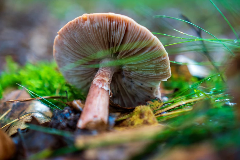 this mushroom is very big and has a tiny white cap