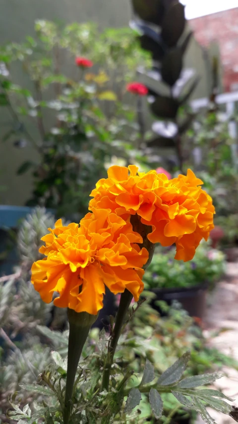 the flowers are starting to bloom as one looks on