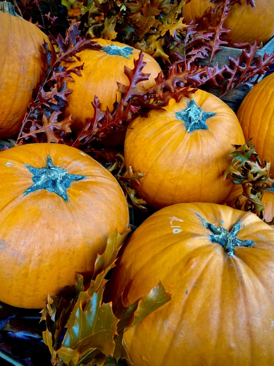 pumpkins with star decorations sit in a basket