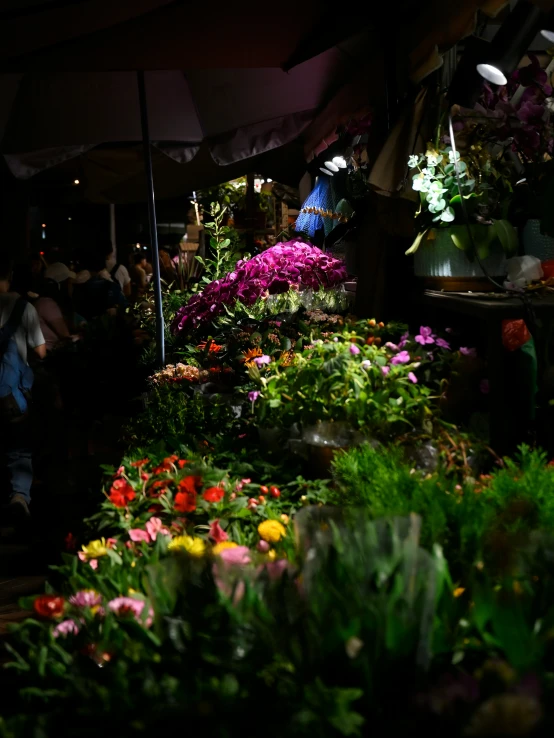 the scene is illuminated with a wide variety of flowers in bloom