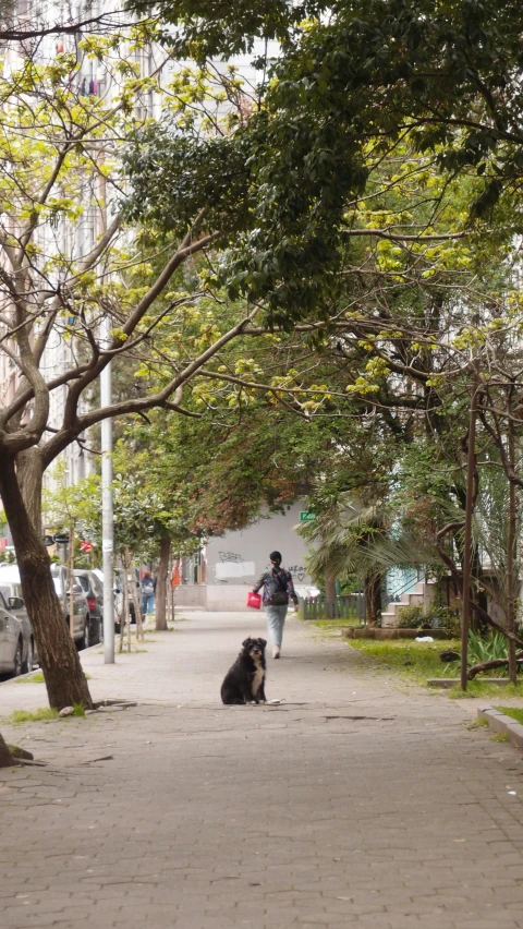 a person walking a dog down a street