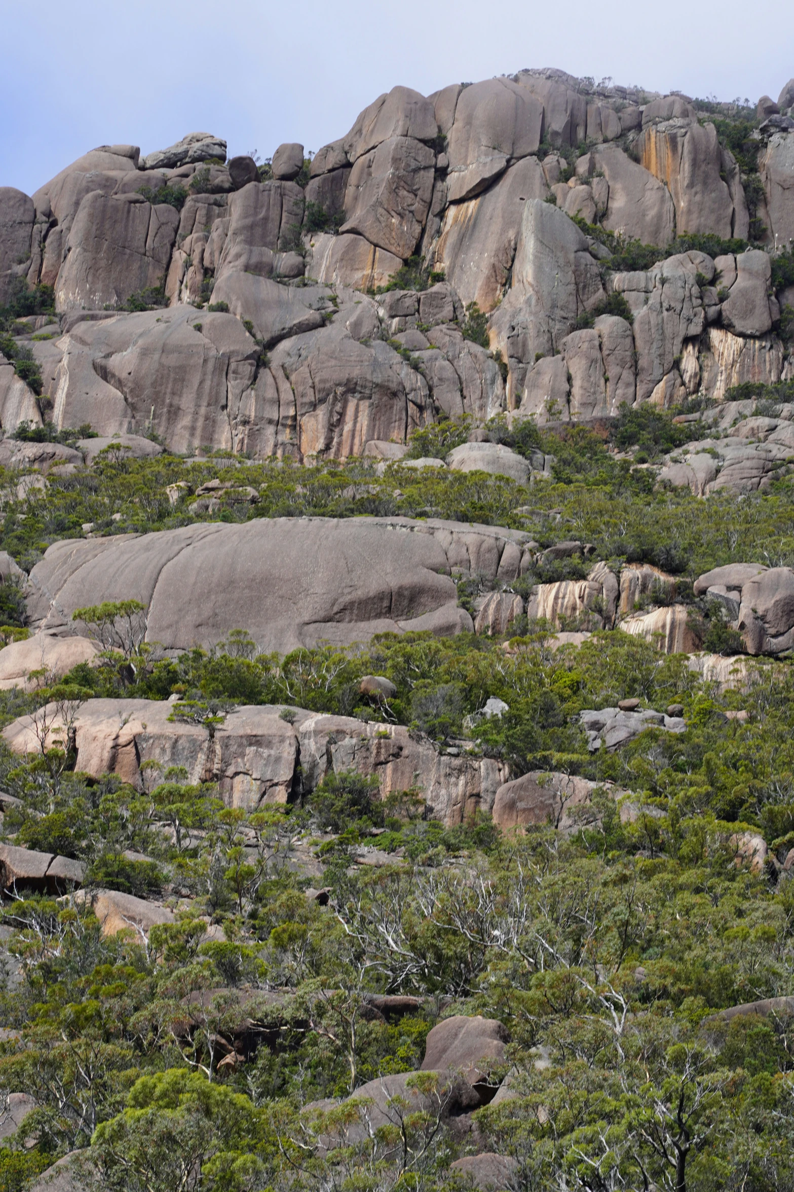 green plants are growing on the rocks on the mountains