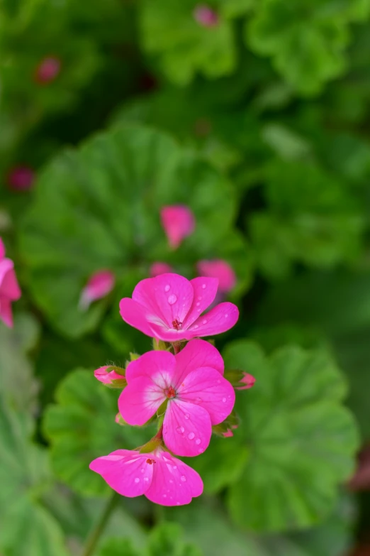 pink flowers blooming in the middle of some green plants