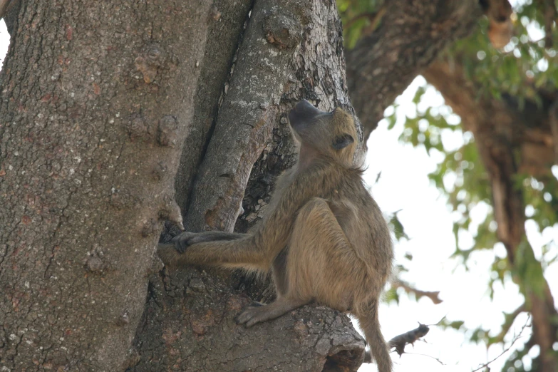 a brown animal climbing up the side of a tree