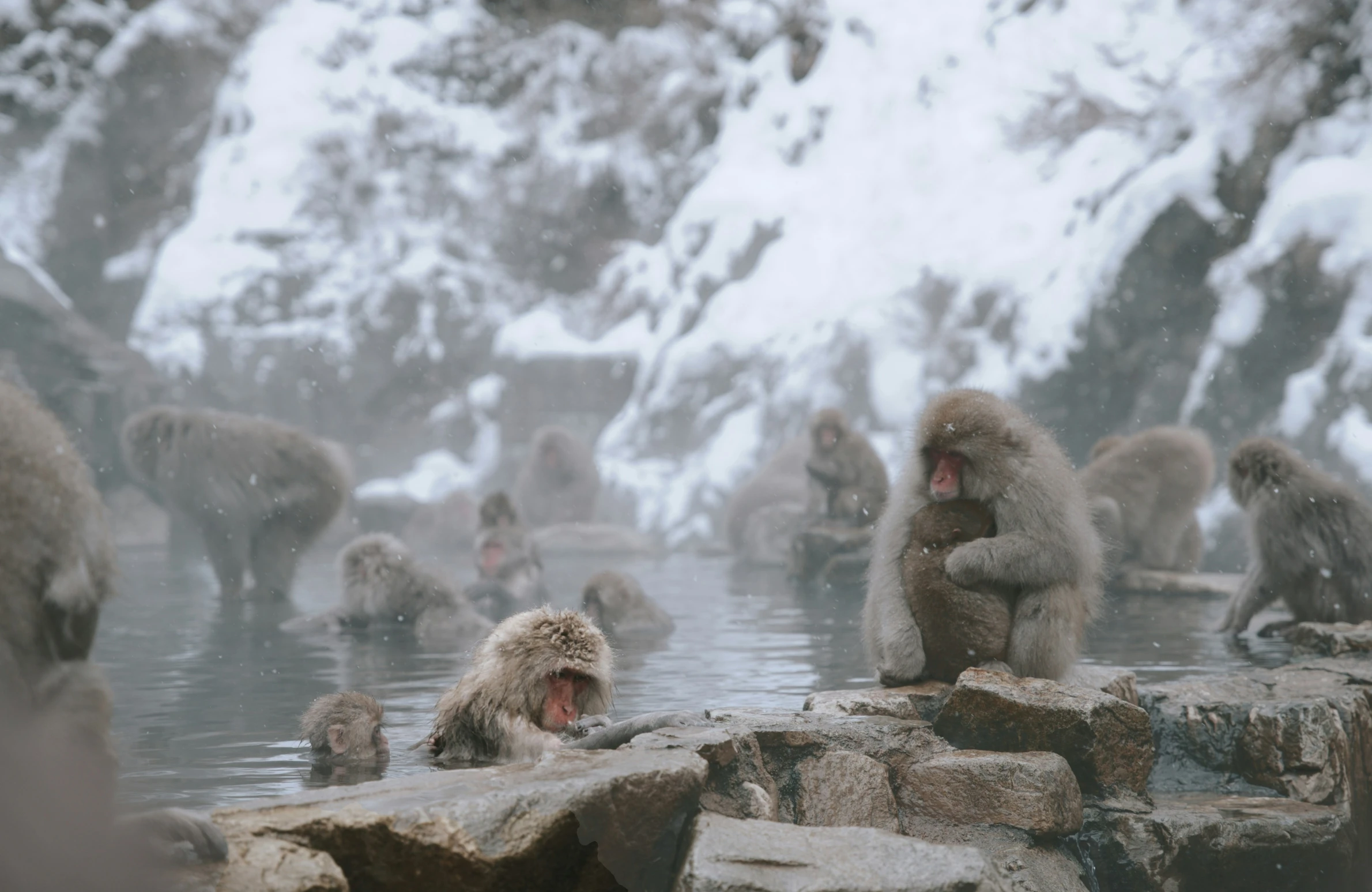 some big and small baboons getting washed in a pool