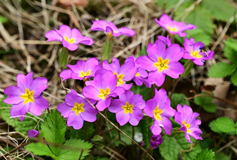 several purple flowers growing together in a field
