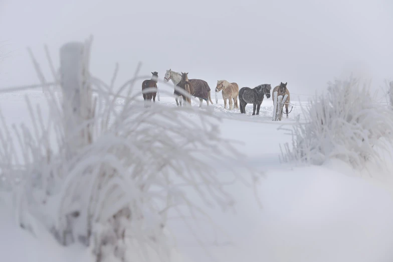 a herd of wild horses walking across a snow covered field