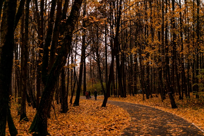 a path in the woods with no trees