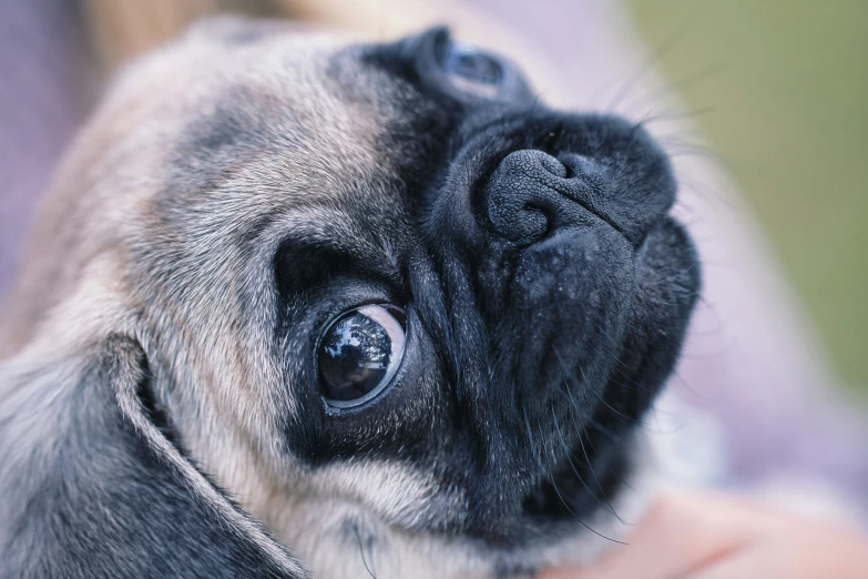 a close up of a small dog being held by someone