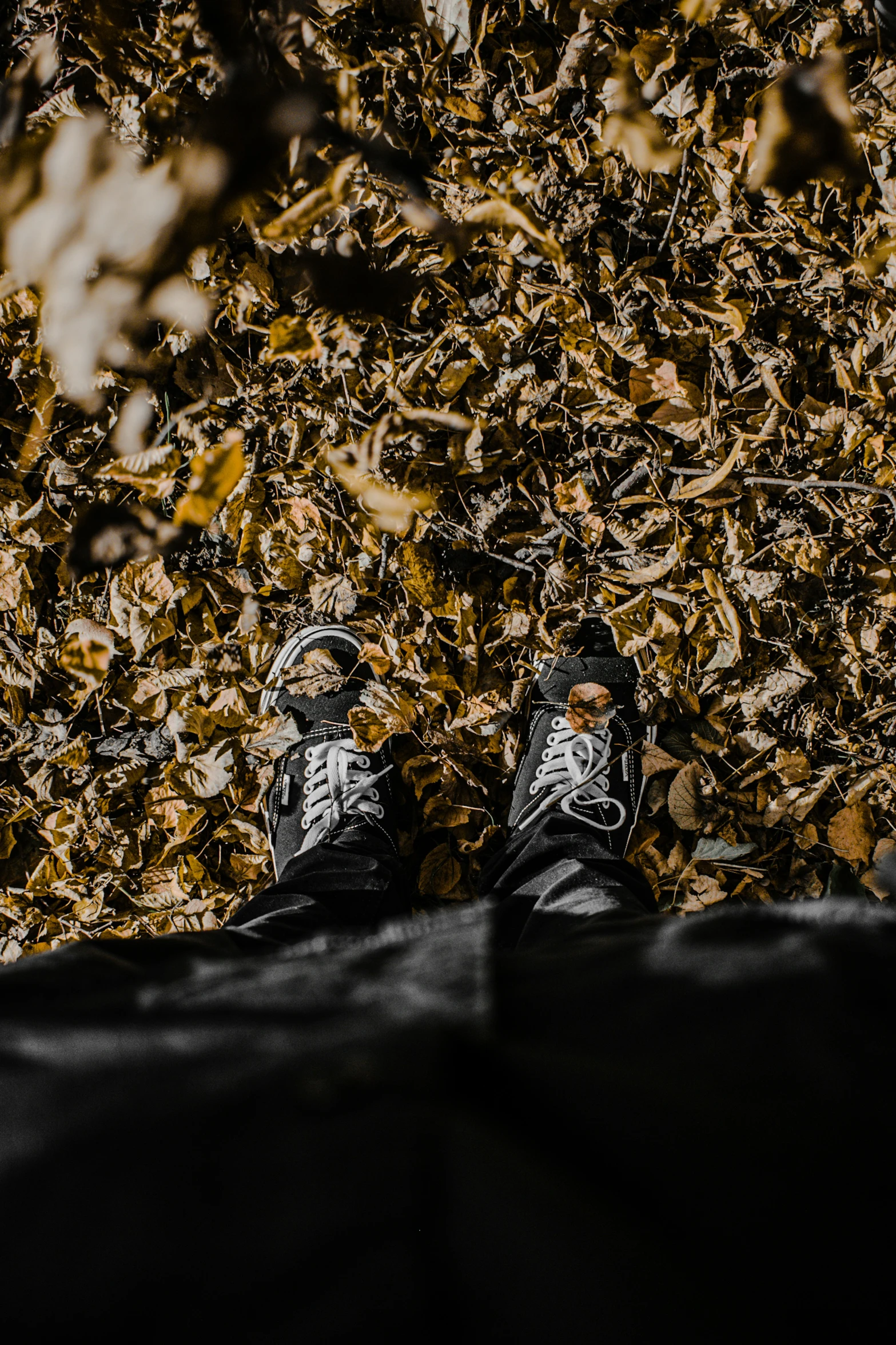 two shoes standing on a blanket of leaves