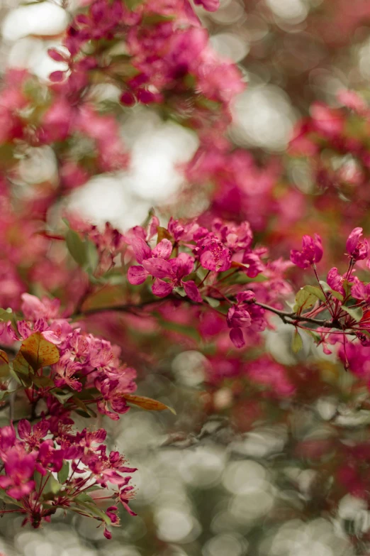 pink flowers are blooming on a nch