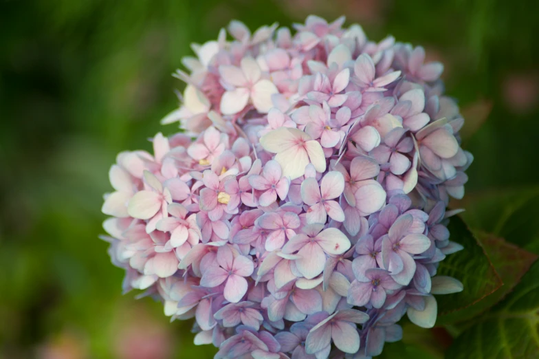 this is an image of the beautiful purple flower